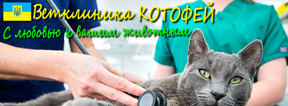 Гидроторакс (Hydrotorax) у кошек, у собак